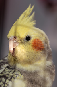 Cockatiel: A close-up picture of Laïka, one of our cockatiels
