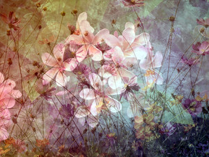 Beautiful Collage of Flowers 2: A beautiful collage of flowers made from public domain images. You may prefer:  http://www.rgbstock.com/photo/nVCpba2/Wildflower+Collage+3  or:  http://www.rgbstock.com/photo/o0S4O4u/Spring+Collage