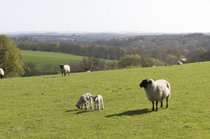 Sheep farm: A sheep farm in Sussex, England, in spring.