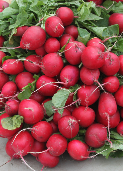 Fresh Radishes