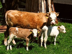 Mother cow-
