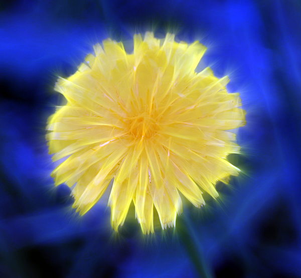 Fractal Dandelion