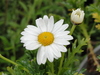 Marguerite flower close-up