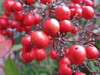 Nandina berries 2
