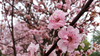 Plum blossom 2