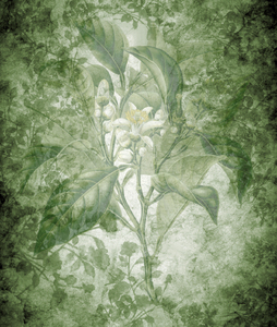 Green floral background: Botanical drawing was used on several layers for this texture