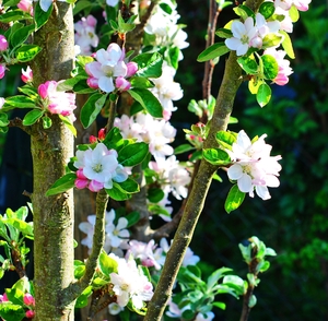 apple blossoms: apple blossoms