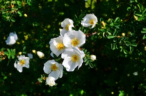 white wild rose | Free stock photos - Rgbstock - Free stock images