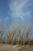 Rushes