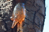 tree sap