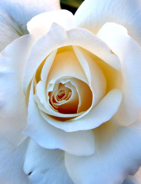 white rose3