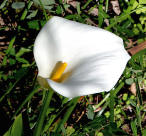 arum lily1: arum lilies growing out of control in Australian bushland