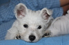West Highland Terrier puppy 3