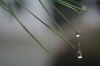 closeraindrops on pine needles