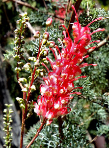 bush spring colours11